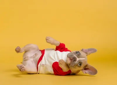 The Cycle in Baseball: Achieving the Perfect Combination of Hits 👑⚾