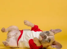 The Cycle in Baseball: Achieving the Perfect Combination of Hits 👑⚾